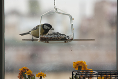 Parus major