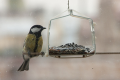 Parus major