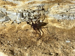 Phrynus operculatus