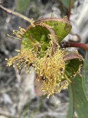 Eucalyptus preissiana