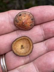 Eucalyptus preissiana