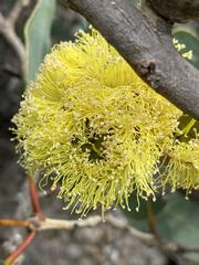 Eucalyptus preissiana