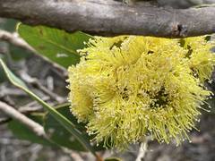 Eucalyptus preissiana