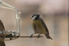 Cyanistes caeruleus