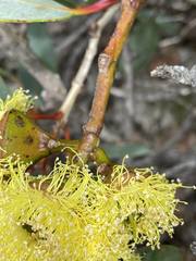 Eucalyptus preissiana