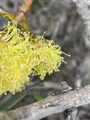 Eucalyptus preissiana