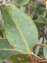 Eucalyptus preissiana