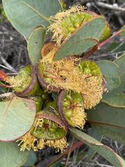 Eucalyptus preissiana