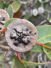 Eucalyptus preissiana