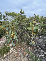 Eucalyptus preissiana