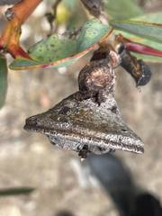 Eucalyptus preissiana