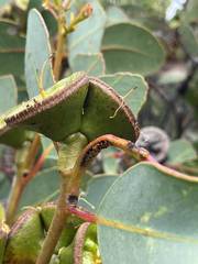 Eucalyptus preissiana