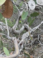 Eucalyptus preissiana