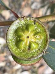 Eucalyptus preissiana