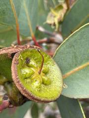 Eucalyptus preissiana