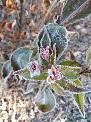 Weigela floribunda