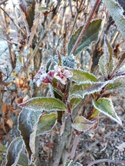 Weigela floribunda
