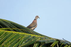 Streptopelia dusumieri
