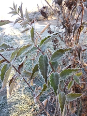 Weigela floribunda