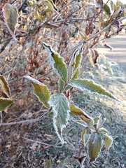 Weigela floribunda