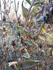 Weigela floribunda