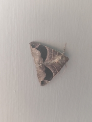 Bastilla joviana