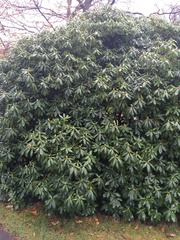 Rhododendron