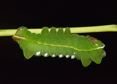 Pseudobunaea tyrrhena