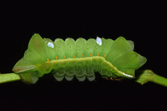 Pseudobunaea tyrrhena