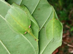 Chondroderella borneensis