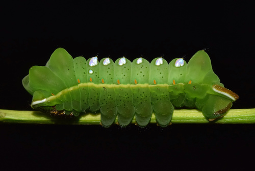 Cat's-paw Emperor