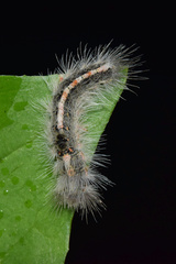 Euproctis punctifera