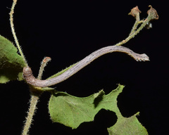 Epicosymbia nitidata