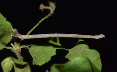 Epicosymbia nitidata