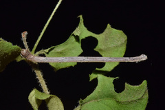 Epicosymbia nitidata