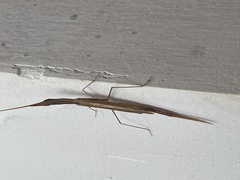 Didymocorypha lanceolata