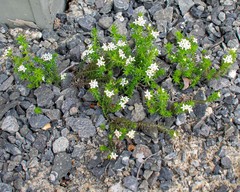 Asperula scoparia
