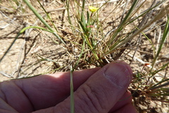 Camissonia strigulosa