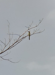 Merops albicollis image