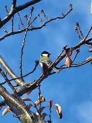 Parus minor