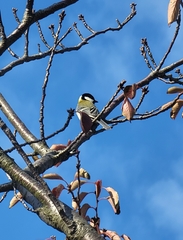 Parus minor