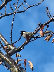Parus minor