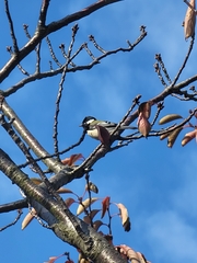 Parus minor