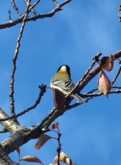 Parus minor