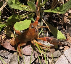 Engaeus affinis