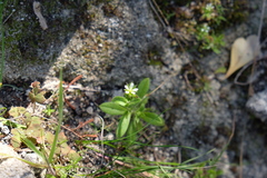 Cerastium capense