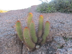 Trichocereus huascha