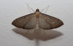 Bradina admixtalis