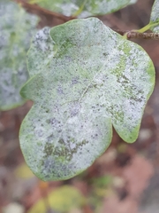 Erysiphe symphoricarpi