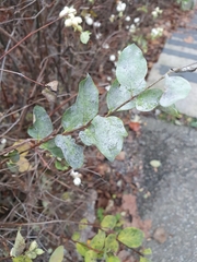 Erysiphe symphoricarpi